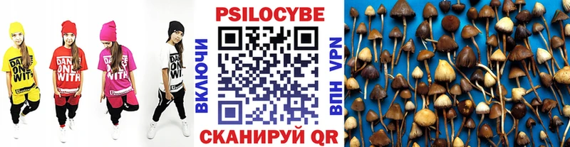 Псилоцибиновые грибы Psilocybine cubensis  Нолинск 
